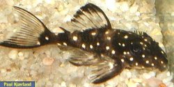 From the article Notes on keeping and spawning Hypancistrus inspector