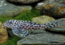 Hypancistrus yudja - Click for species page