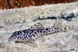 Hypancistrus yudja
