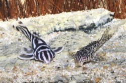 Hypancistrus yudja