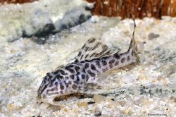 Hypancistrus yudja