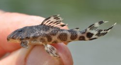Hypancistrus yudja