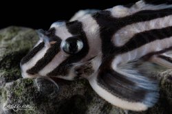 Hypancistrus zebra