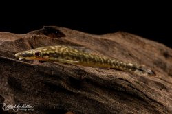 Hypoptopoma psilogaster