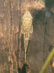 Hypoptopoma sp. (1)