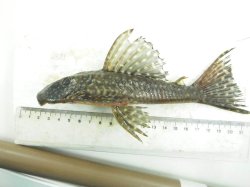 Hypostomus aff. tietensis - Click for species page