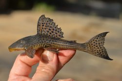 Hypostomus affinis - Click for species page