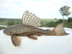 Hypostomus ancistroides - Click for species data page