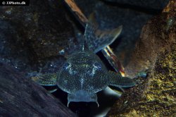 Hypostomus asperatus