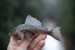 Hypostomus cf. paulinus - Click for species page