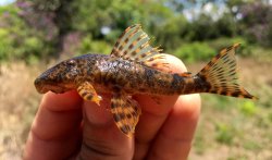 Hypostomus crulsi - Click for species data page