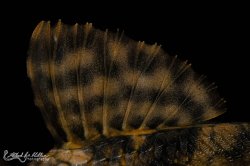 Hypostomus faveolus