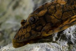 Hypostomus faveolus