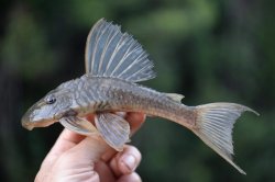 Hypostomus francisci - Click for species data page