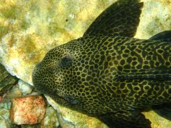 Hypostomus froehlichi