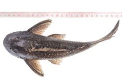 Hypostomus hemiurus