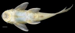 Hypostomus hemiurus
