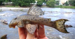 Hypostomus hermanni - Click for species data page