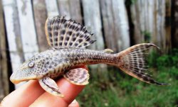Hypostomus hondae - Click for species data page