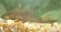 Hypostomus johnii - Click for species data page