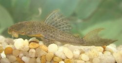 Hypostomus johnii