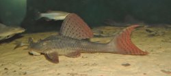 Hypostomus khimaera