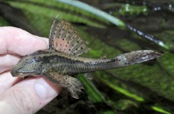 Hypostomus khimaera