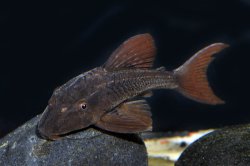 Hypostomus khimaera