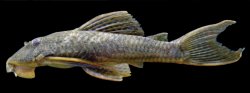 Hypostomus kuarup - Click for species data page