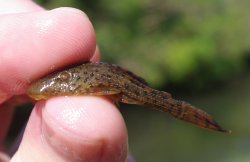 Hypostomus laplatae