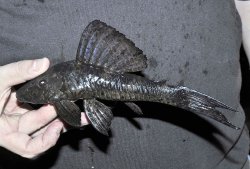 Hypostomus latifrons