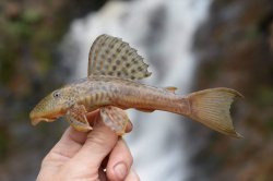 Hypostomus lima - Click for species page
