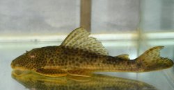 Hypostomus lima