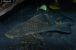 Hypostomus luteomaculatus - Click for species page