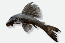 Hypostomus margaritifer