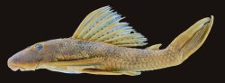 Hypostomus melanephelis - Click for species page