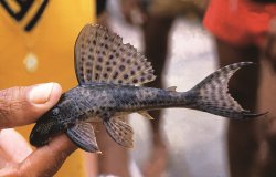 Hypostomus nematopterus