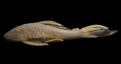 Hypostomus pusarum - Click for species data page