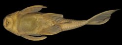 Hypostomus pusarum