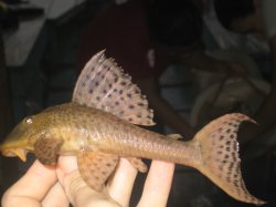 Hypostomus pyrineusi - Click for species page