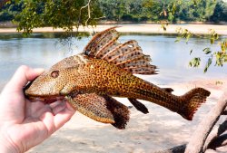 Hypostomus pyrineusi