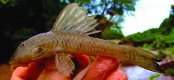 Hypostomus robertsoni - Click for species page