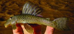 Hypostomus robertsoni