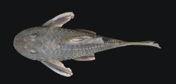 Hypostomus robertsoni