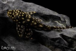 Hypostomus sertanejo - Click for species page