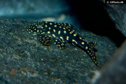 Hypostomus sertanejo