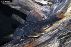 Hypostomus sp. (L360) - Click for species page