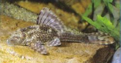 Hypostomus sp. (L367) - Click for species page