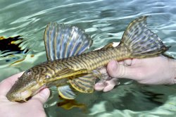 Hypostomus sp. `RIO IGUAZU`