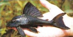 Hypostomus sp. (L366) - Click for species data page